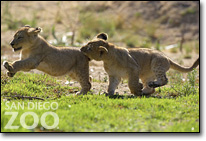 動(dòng)物天堂-San Diego Zoo