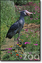 動(dòng)物天堂-San Diego Zoo