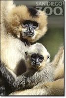 動(dòng)物天堂-San Diego Zoo