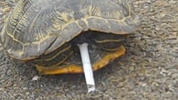 滿地找煙頭的獵犬、被迫戒煙的猩猩 動物“煙鬼”的滑稽百態