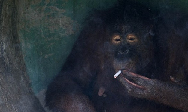 滿地找煙頭的獵犬、被迫戒煙的猩猩 動物“煙鬼”的滑稽百態