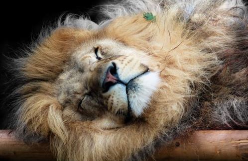 睡眼惺忪犯迷糊 英國“獅子王”打盹兒被拍