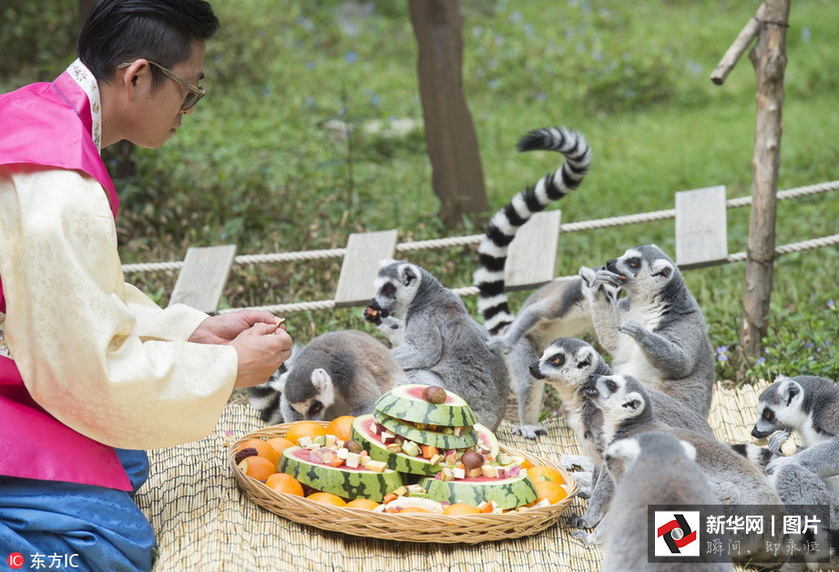 吃得開心！韓國動(dòng)物園大熊貓?zhí)崆跋硎芄?jié)日大餐（組圖）