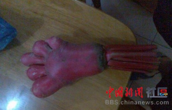 成精的蘿卜君！《大根逃亡記》爆紅