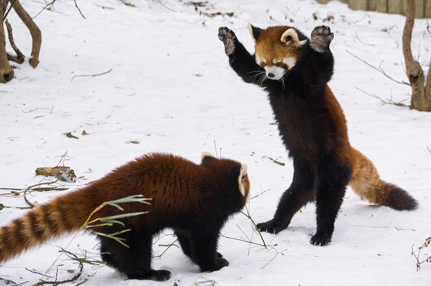 逗趣！美動(dòng)物園小熊貓雪中嬉鬧打滾(組圖)